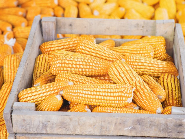 Uruguayan corn exported for the first time